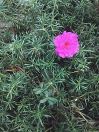 Pink flowers blooming in park