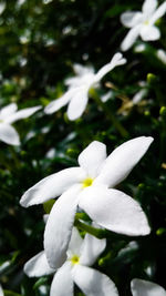 Close-up of white flowering plant