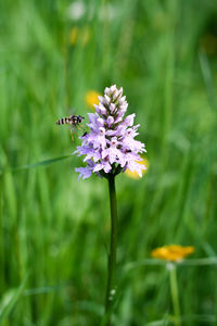 Close-up of bee pollinating on flower