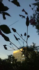 Low angle view of silhouette flowers against sky at sunset