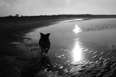 Dog standing in water