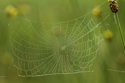 Spiders and their food traps