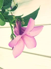 Close-up of pink flower