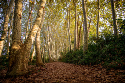 Trees in forest