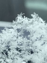 Close-up of snowflakes on frozen water