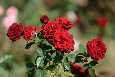 Close-up of red rose plant