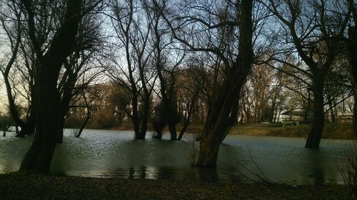 Bare trees by river