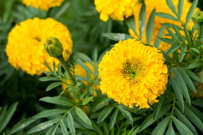 Close-up of yellow flowering plant