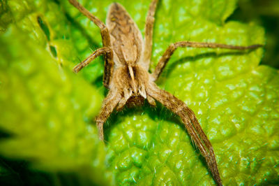Close-up of spider on leaf