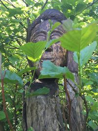 Plants growing on tree trunk