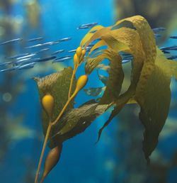 Close-up of yellow underwater