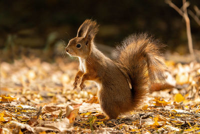 Close-up of squirrel