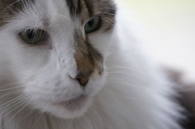 Close-up of white cat looking away
