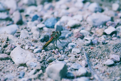 Close-up of insect