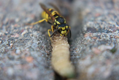 Close-up of insect on rock eating maggot yellow jacket wasp norway