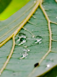 Close-up of wet leaf