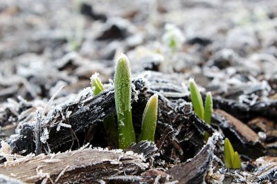 Close-up of plant growing on field