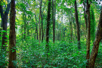 Trees in forest