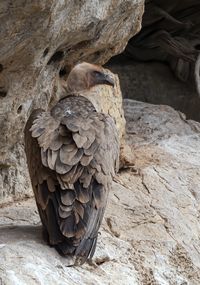 Close-up of bird perching on rock