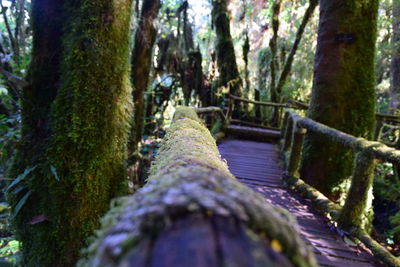 Close-up of moss growing on tree trunk