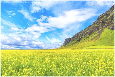 View of oilseed rape field against cloudy sky