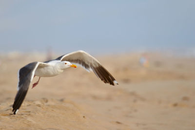 Seagull flying over the beach