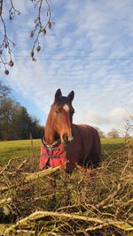 Horse in a field