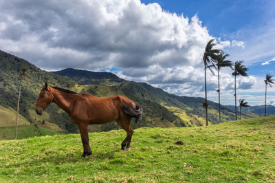 Horse standing in a field