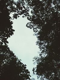 Low angle view of silhouette trees against sky