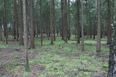 Trees growing in forest