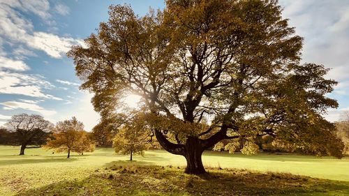 Trees on field against sky during autumn