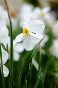 Close-up of white flowering plant