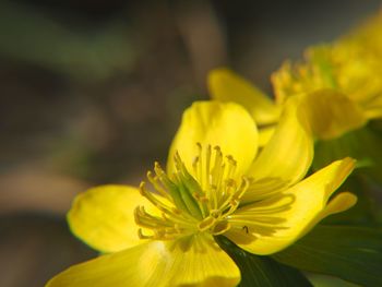 Close-up of yellow flower blooming outdoors