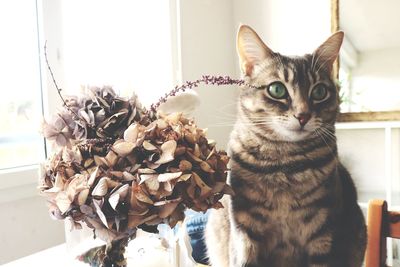 Close-up portrait of a cat