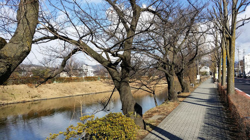 Canal along bare trees