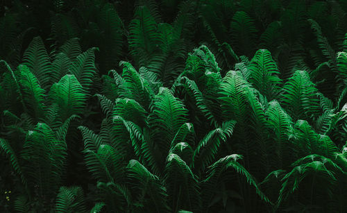 On green, fern patterns.