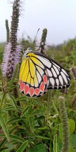 Close-up of butterfly pollinating on flower