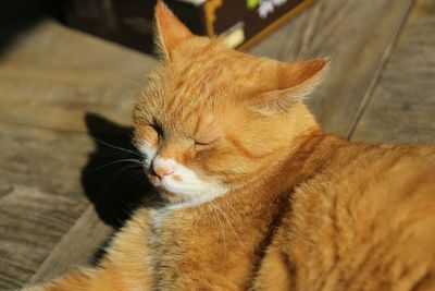 Close-up of cat with eyes closed