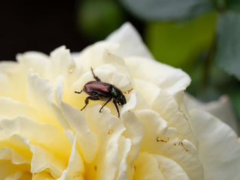 Close-up of bee pollinating on flower