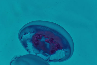 Close-up of jellyfish swimming in sea