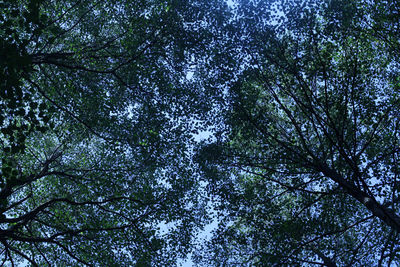 Low angle view of tree