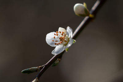 Close-up of white flowers