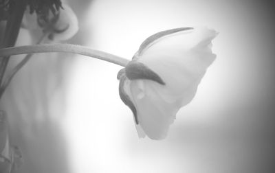 Close-up of flower against blurred background