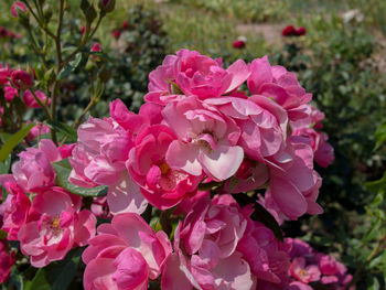 Close-up of pink flowers blooming outdoors