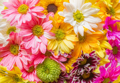 Close-up of pink flowers