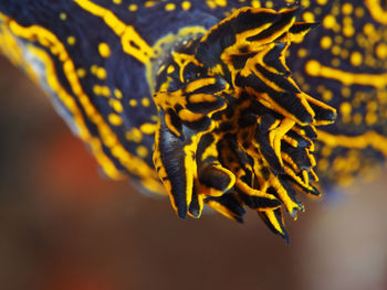 Close-up of yellow flower