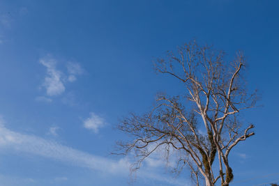 Low angle view of bare tree against blue sky