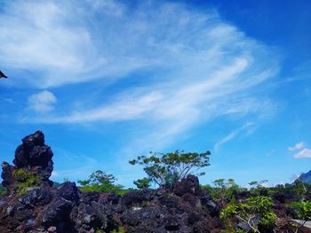 Low angle view of trees against blue sky