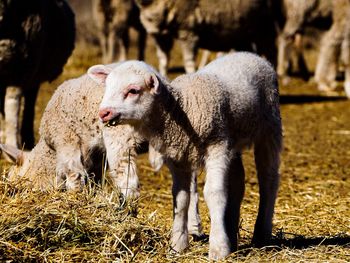 Sheep on field