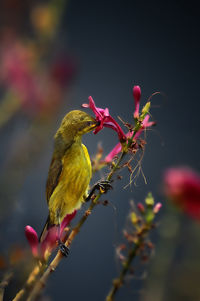 Close-up of bird perching on flowering plant